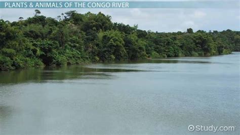 Congo River Facts Lesson For Kids Lesson