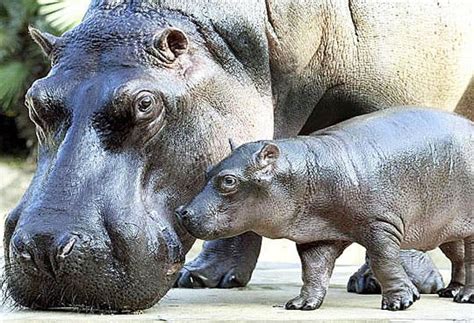 Nace Hipopótamo Pigmeo En Zoológico Chileno