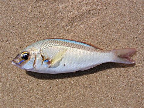 Fish On Sand Stock Image Image Of Fresh Glistening Fish 5858859