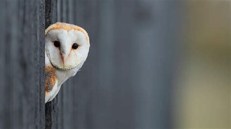Barn Owl Owls Hd Wallpaper Pxfuel