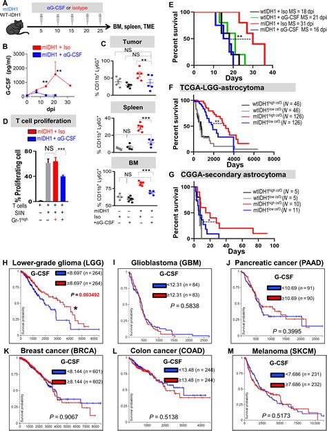 G Csf Secreted By Mutant Idh1 Glioma Stem Cells Abolishes Myeloid Cell