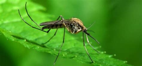 These flying pests leave itchy bites that can become infected. Mosquito, Flea & Tick Control - Greens Master