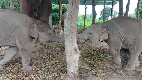 ช้างน้อยกินนมนอน - YouTube