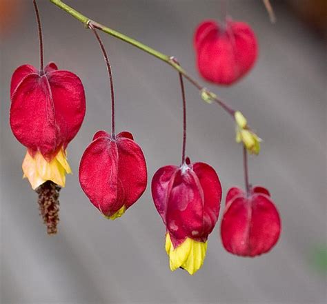 Chinese lanterns can be started indoors six weeks before the last frost for early blooming or seeded directly in garden. Red Chinese Lantern Flowers with yellow centers.PNG
