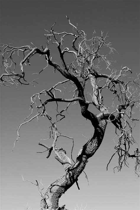 Gnarly Tree Photograph By Steven Mull Fine Art America