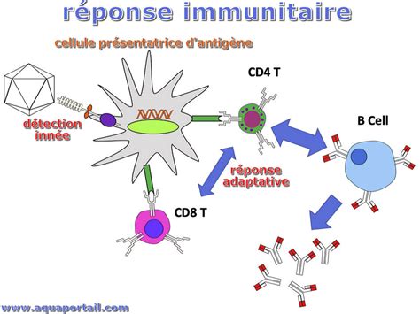 Réponse Immunitaire Définition Et Explications Aquaportail