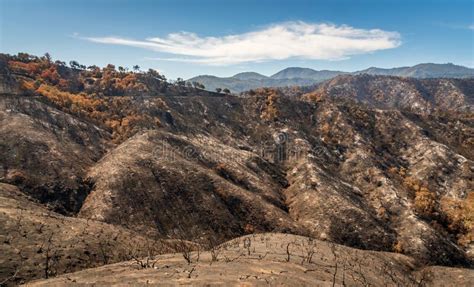 Los Padres National Forest Forest Fire Aftermath Stock Image Image