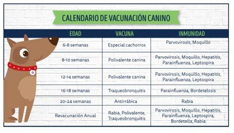 Calendario vacunacion perro y gato. Adopción Responsable: Un compromiso para toda la vida ...