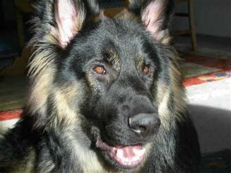 altdeutsche-schaeferhunde-in-not - der altdeutsche Schäferhund