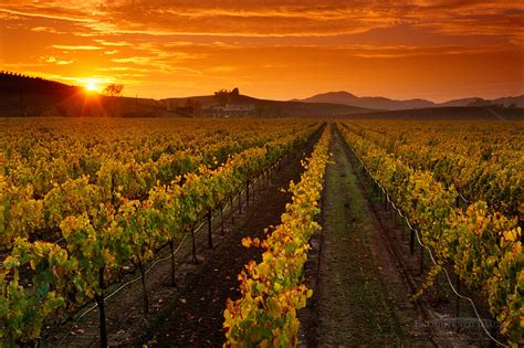 California Vineyard Photos Wine Country Pictures And Scenic Prints