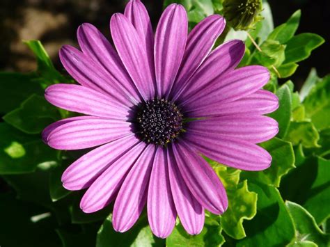 African Daisy How To Grow And Care