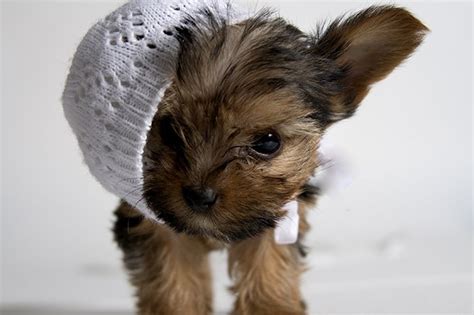 Yorkies, despite their sizable body and aggressive personality, is a very popular choice among dog owners. Teacup Yorkie Puppies - Dogtime