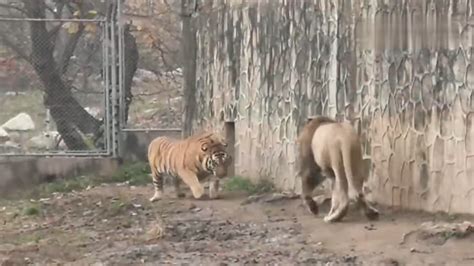The Video Captures The Scene Of A Lion And A Tiger Playing Happily