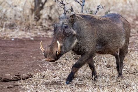 Warthog At Drinking Pool In Kruger Park South Africa Stock Photo