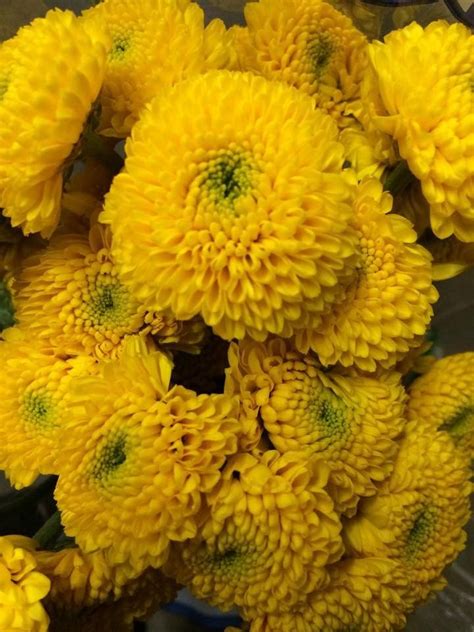 Wish i thought of that for my wedding! Deep yellow button poms | Green flowers, Florist supplies ...