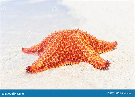 Bat Star Starfish Asterina Miniata Royalty Free Stock Photography