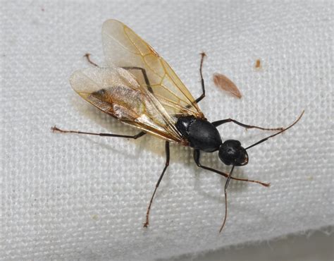 Carpenter ants require specialized treatment solutions that differ from other types of ants. Spotting the Difference Between Termites and Carpenter ...