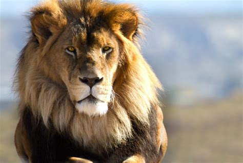 Leão Características Fotos Ameaças Animais Infoescola