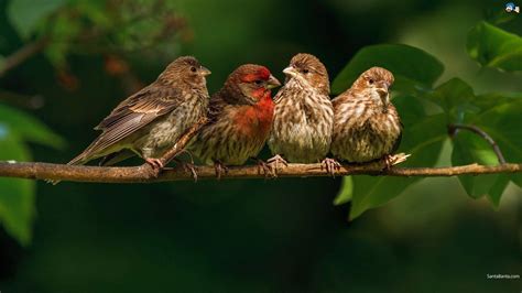 Finches Wallpapers Wallpaper Cave