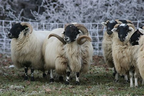 When white actors would paint their faces black to resemble black people. Scottish Blackface - Blackfacefarm