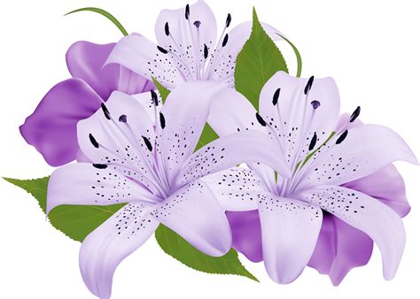 Purple Flower Transparent Background
