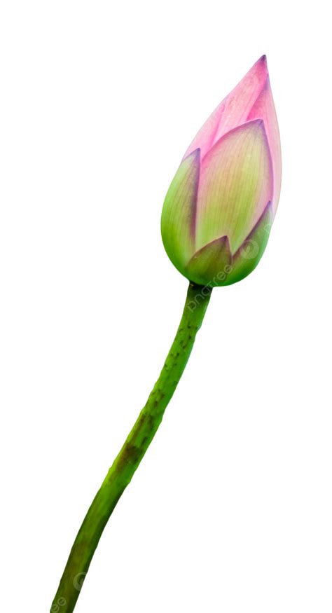 Lotus Bud Plant Lotus Summer Bud Png Transparent Image And Clipart
