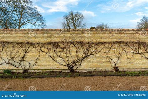 Brick Wall With Fan Trained Vines Growing Along It Stock Photo Image