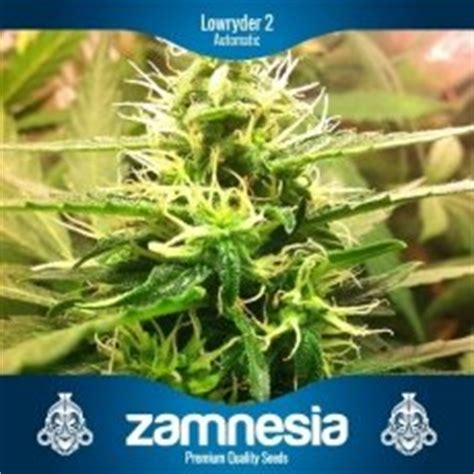 * lowryder automatic dwarf mix 10 seeds (cannabis seeds information). Lowryder 2 Automatic from Zamnesia | strains.io | cannabis ...