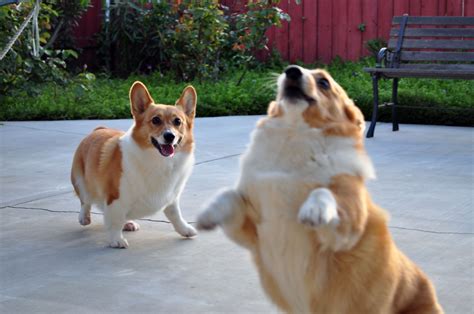 lift off monday 10 corgis who believe they can fly the daily corgi