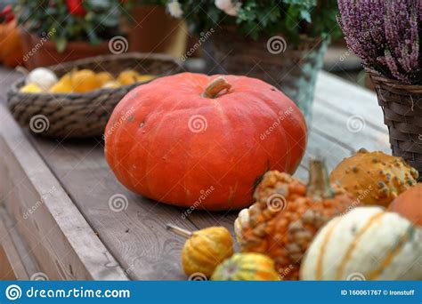 We did not find results for: Natural Unusual Autumn Pumpkin Fruit Stock Image - Image ...