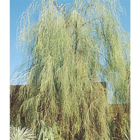 It is not considered rare or endangered. 3.43-Gallon Yellow Shoestring Acacia Feature Tree in Pot ...