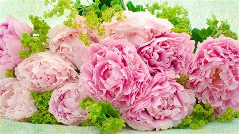 1920x1080 best hd wallpapers of flowers, full hd, hdtv, fhd, 1080p desktop backgrounds for pc & mac, laptop, tablet, mobile phone. Pink Peonies Wallpapers | HD Wallpapers | ID #20036