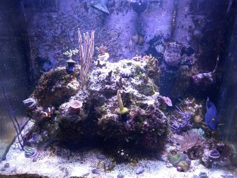 Build Thread 29 Gallon Aio Biocube Reboot Reef2reef Saltwater And