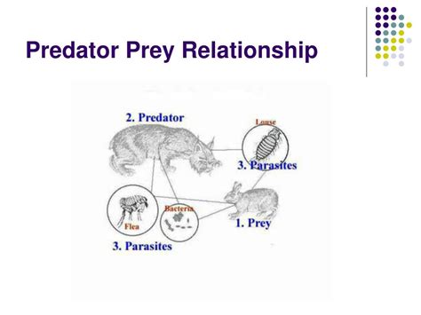 Ppt Community Ecology Powerpoint Presentation Free Download Id1987994