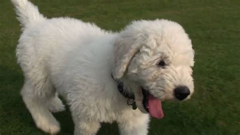 So renowned was their culture's expertise in all aspects of. Komondor Puppy Cam - YouTube