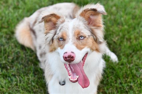 10 Reasons For A Pink Spot On Dogs Lip Should You Worry