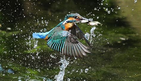 Seven Stunning Pictures Of Kingfishers In Action Worlds