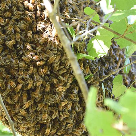 Why Do Honey Bees Swarm In Fall Carolina Honeybees