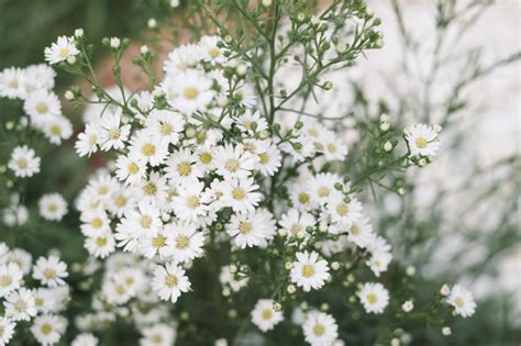They're drab, dry this little grass with fuzzy green and purple flowers appears to be sprouting tiny white anthers. Free Photo | Tiny white grass flower in garden