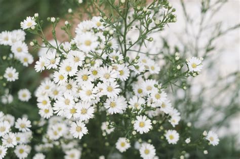 They're drab, dry this little grass with fuzzy green and purple flowers appears to be sprouting tiny white anthers. Free Photo | Tiny white grass flower in garden