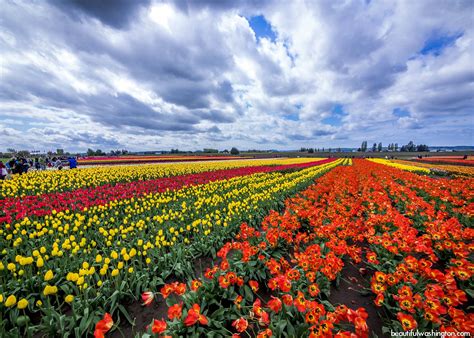 #skagit valley tulip festival #skagit valley #tulips #flowers #mt vernon #washington #pacific northwest. Skagit Valley Tulip Festival