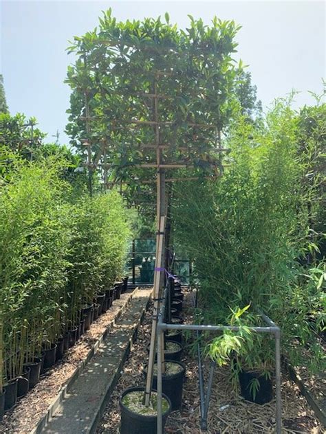 We did not find results for: Pleached Cherry Laurel Prunus laurocerasus Caucasica ...