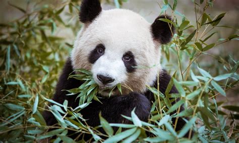 Why Do Pandas Eat Bamboo If They are Carnivores
