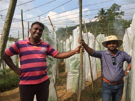 Growing bitter gourd (bitter melon) in pots is easy. Sustainable advancements for bitter gourd farming in Sri ...