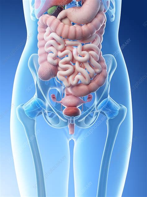 Female Abdominal Organs Illustration Stock Image F0265554