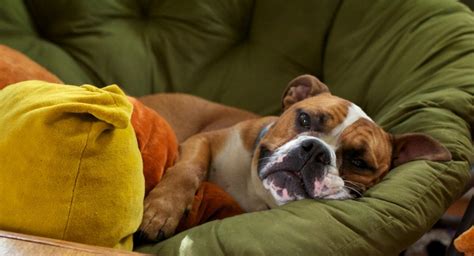 Check poison symptoms, diagnosis & treatments. Addison's Disease in Dogs: What You Need to Know (Vet ...