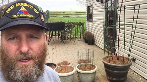 Raspberry bushes grow by producing suckers. Update on Raspberry and Blackberry bushes - YouTube