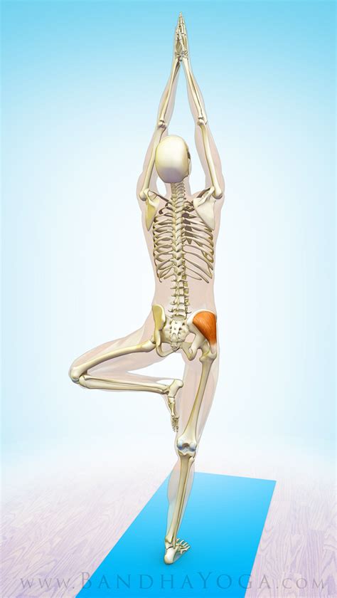 Uml stands for unified modeling language. The Daily Bandha: The Gluteus Medius Muscle in Yoga