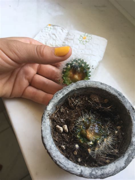 Discover @pokemon in the real world! Kaktus abgebrochen - noch zu retten? (Pflanzen ...