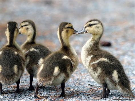 50+ All Animals Wallpaper on WallpaperSafari